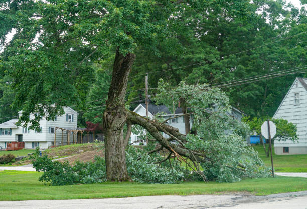 Reliable Tyro, NC  Tree Services Solutions